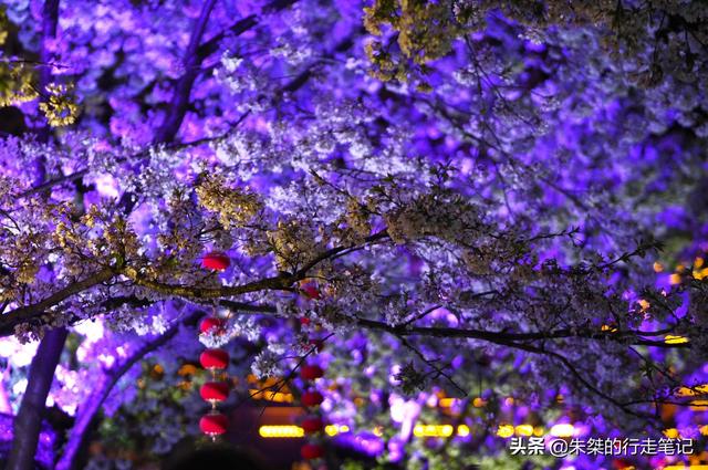 #趣旅游#园内3万多株樱花树 为世界三大赏樱胜地之一 最美花期却仅有七天