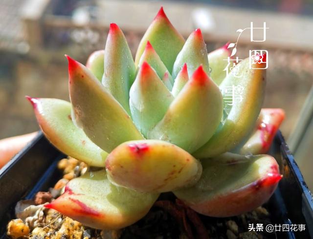 “控养”多肉有条件，“3要5不要”，做对肥美，做错变瘦不长个