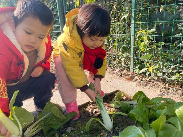 一群幼儿园小班的娃完成了一次小调查，发现了很多蔬菜的秘密