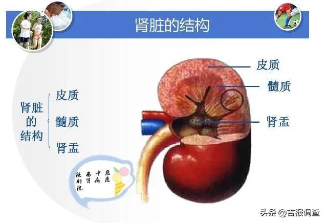 肾脏病|保护肾脏，你做对了吗？听听专家怎么说吧