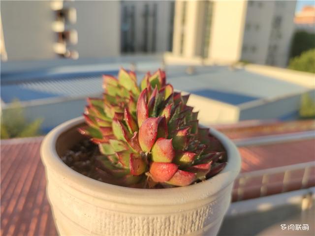 堪称励志，一颗十里挑一，几经坎坷的圣诞东云