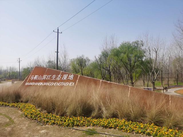 约吗旅行:跟着我,带你欣赏马鞍山滨江湿地杨树林的美景#唤醒好春光#