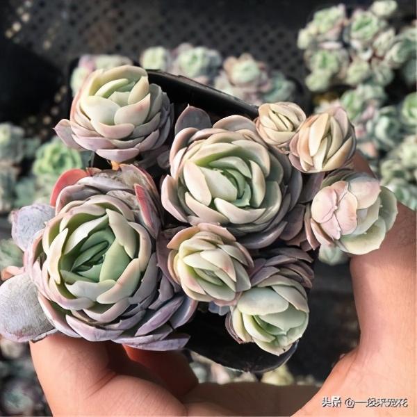 多肉总是摊大饼穿裙子？做好3件事，快速长出状态，上色美颜值高