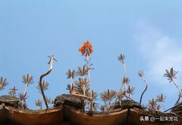 4种强悍多肉，叶片掉落就生根发芽，连屋顶都不放过