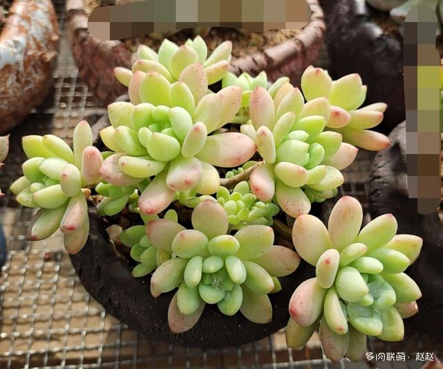 拥有一座花园，种满多肉，惬意人生