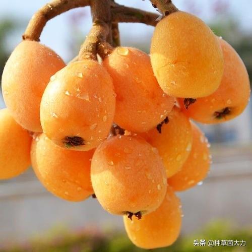 #你的育儿经#忽冷忽热的春天，多给孩子吃这四种水果，增强抵抗力又防“春燥”