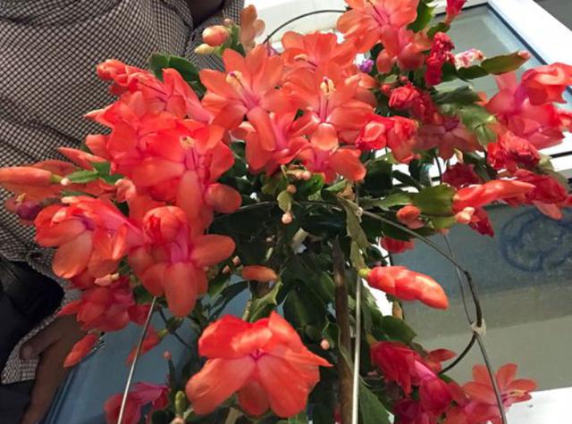 家庭养这5种花要“低矮”生长，长高就“变丑”，舍得修剪开花美