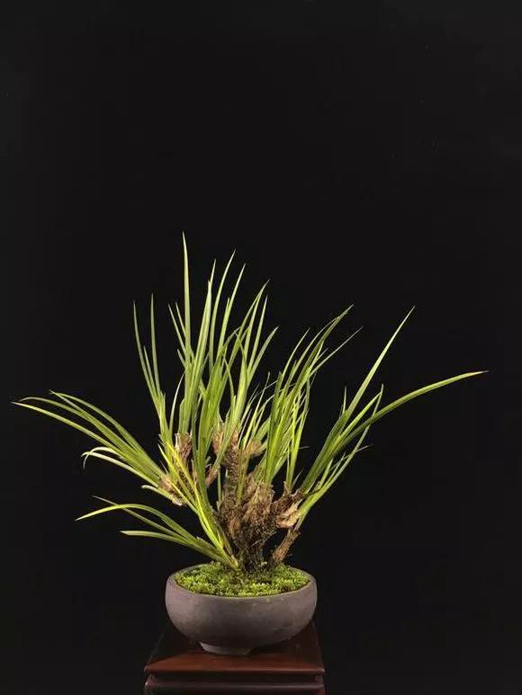 路边野草，种盆里变成值钱盆景，超好养还好看