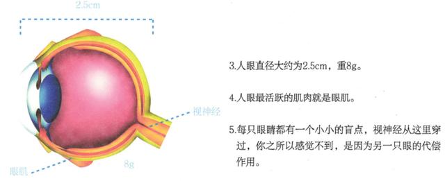 关于眼睛的12个冷知识