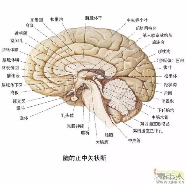 WoW，最全神经系统解剖图来了