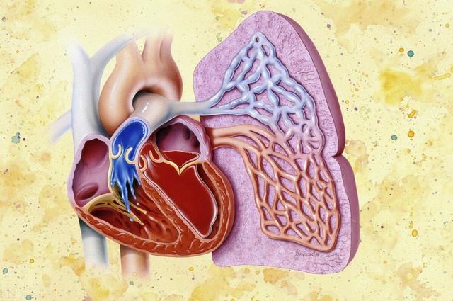 运动是预防心血管疾病的小能手，坚持锻炼的6大好处要谨记，但需要适度