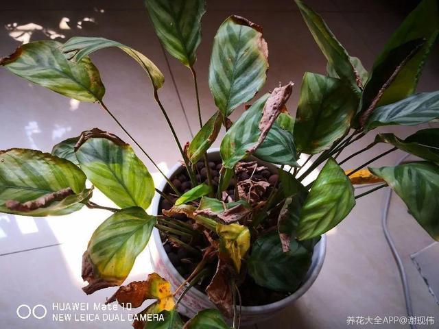 11月，千万别买这种花，养不活惹一肚子气