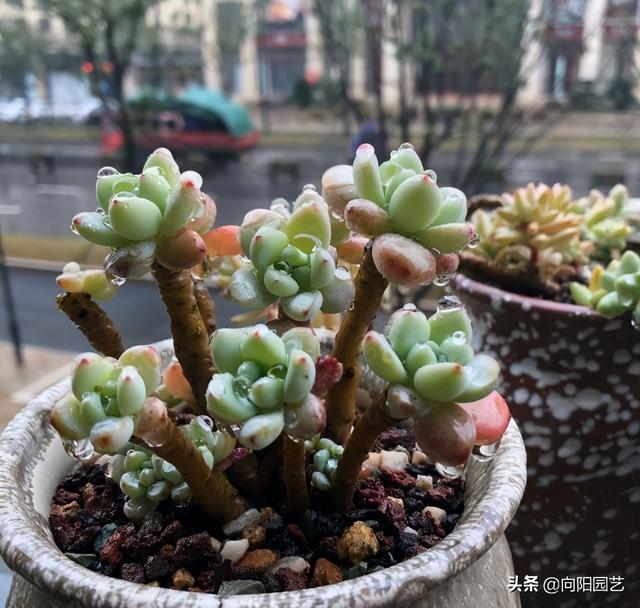 多肉不怕冷，尤其是“厚叶型”，冬天放在露台上，叶片更诱人