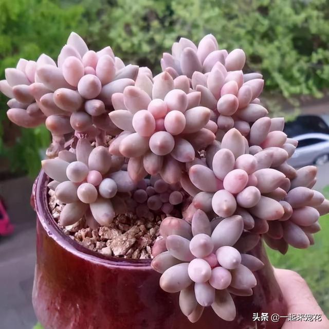 养多肉植物，给它浇2种水，不施肥也能越长越胖