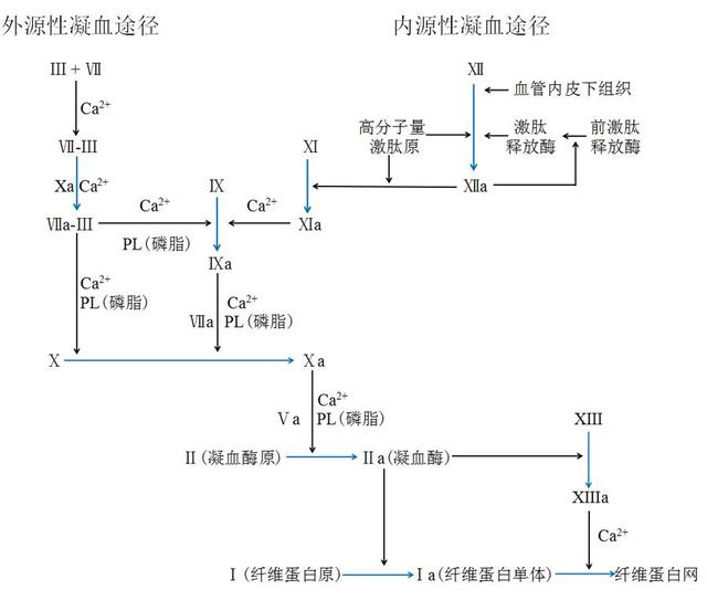 你能从“凝血四项”里看到多少信息？知识汇总，干货满满