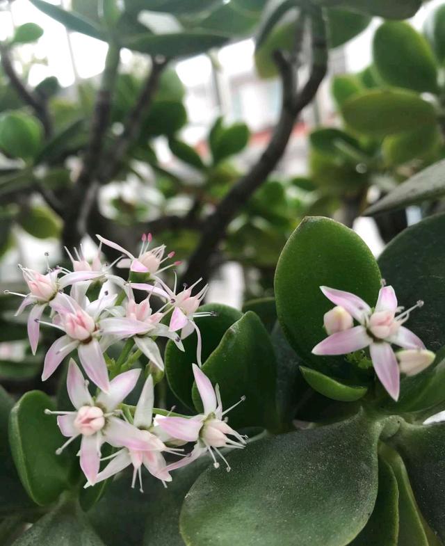 养玉树，记住一句话，枝干粗壮，花繁叶茂，一年长成贵气盆景