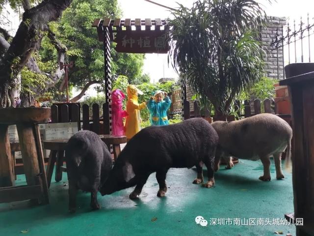 超级宝妈|谁说下雨天不能进行室外活动，这家幼儿园别出心裁做到了