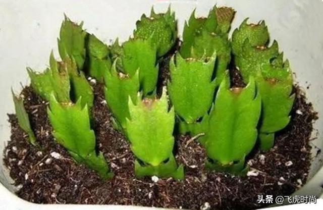 四种花一年四季能插扦，生根很容易，掌握方法才是重点