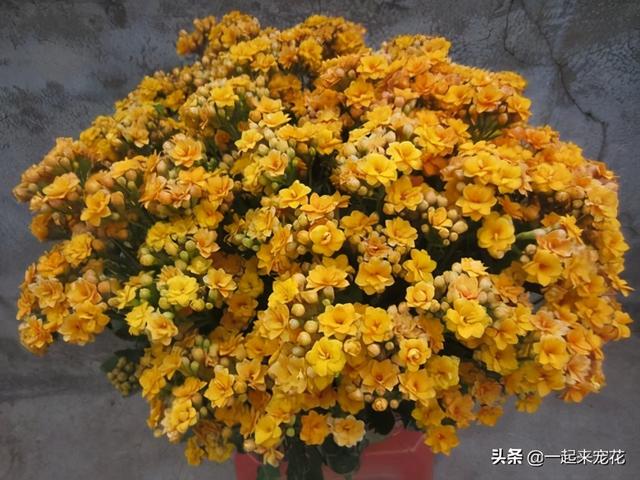 长寿花长花苞后，很难开爆，原因是4点没做好