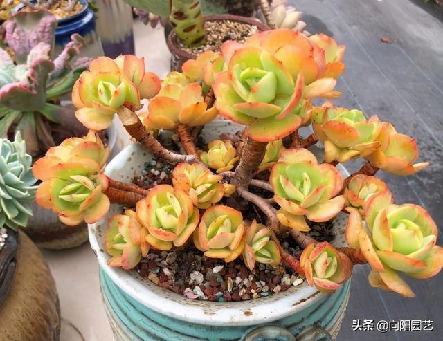 新手养多肉，最容易犯的几个错，想要养出好多肉，经验最重要