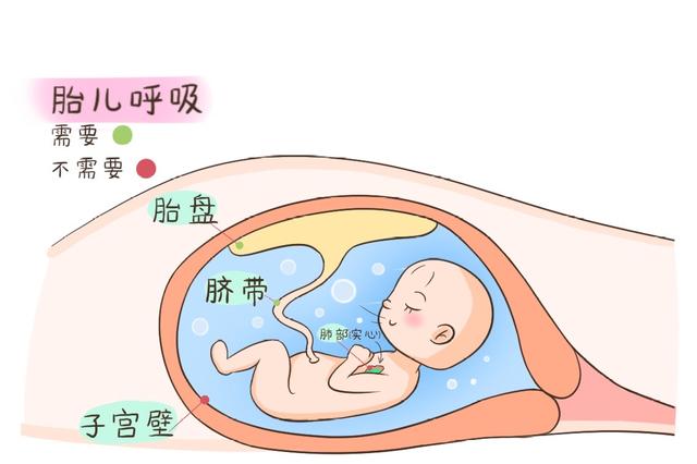 胎儿为什么能在羊水里呼吸、睁眼睛？揭秘其在“水”中的隐藏技能