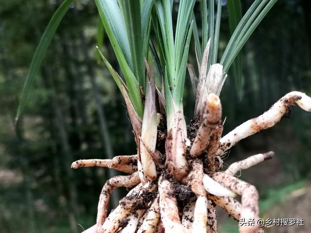 兰花快速生根的方法，不必高价买植料，15天就能出新根