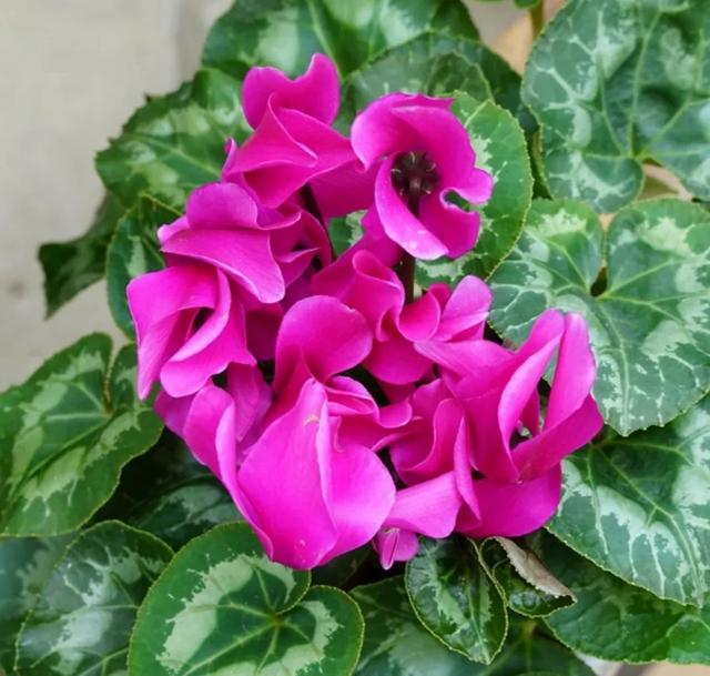 市场|春天在哪里？来杨浦这个花鸟市场找找春天的颜色