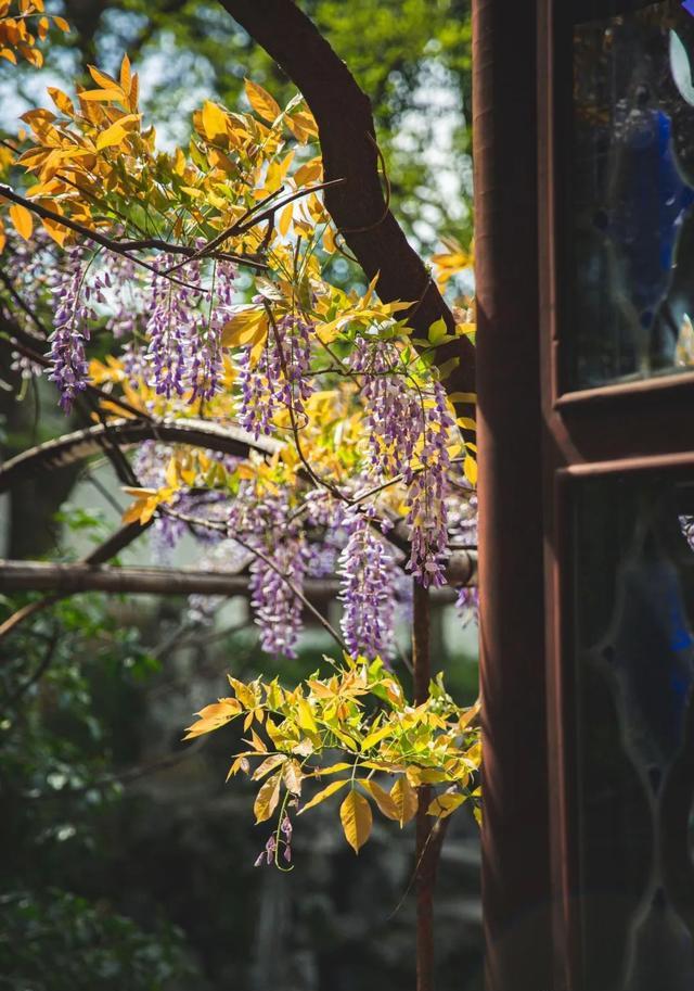 『玩乐足迹』去打卡!苏州园林紫藤花开,如梦的人间四月天来啦~