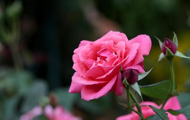 月季生病不用担心，按步骤修剪，恢复快照样开花