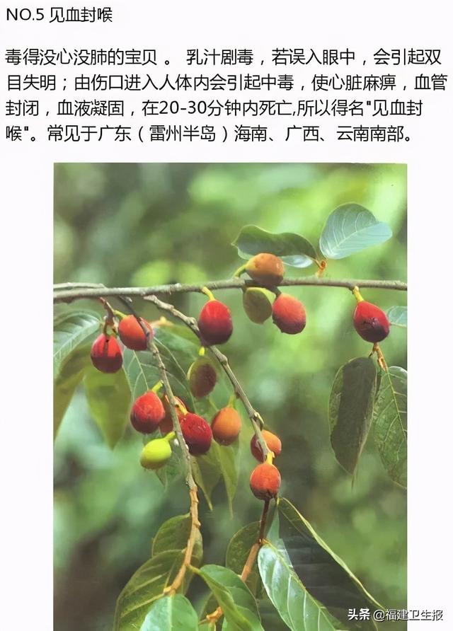 中毒|7人中毒1人死亡!福建疾控紧急提醒