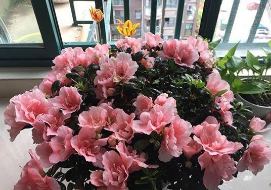 养杜鹃花，注意此3点，不掉一片叶，花朵颜色鲜艳