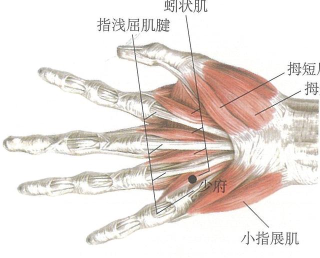 分析手部的荥穴，让你真正的了解你的双手