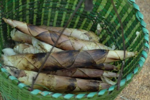 宁波|这口宁波人喜欢的鲜，最佳品尝季到了