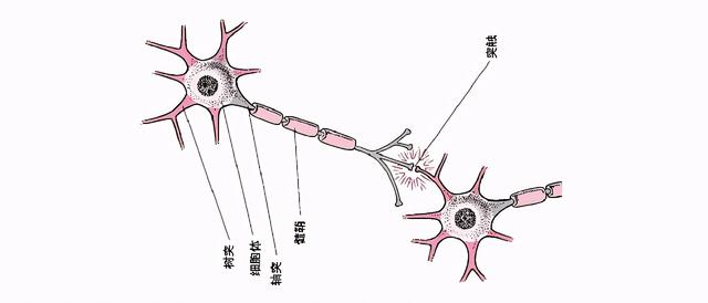 美国神经生物学家：0-5岁是大脑发育黄金期，务必帮宝宝抓住