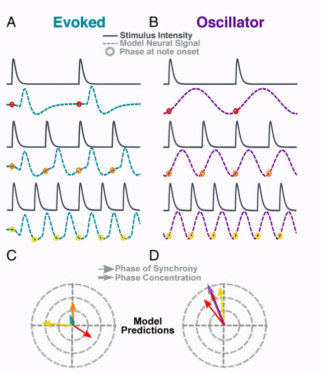 PNAS：音乐刺激调制神经节律的两种理论模型