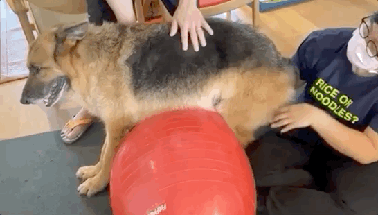 48岁郑秀文帮15岁爱犬按摩拉筋,尽职尽责陪它走完最后一程巴拉啦解说