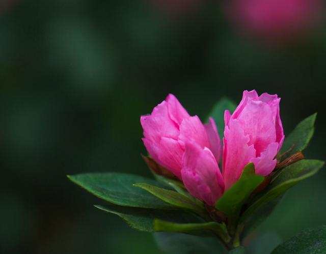 养护杜鹃花，掌握几个关键点，叶片油绿，开花满枝头