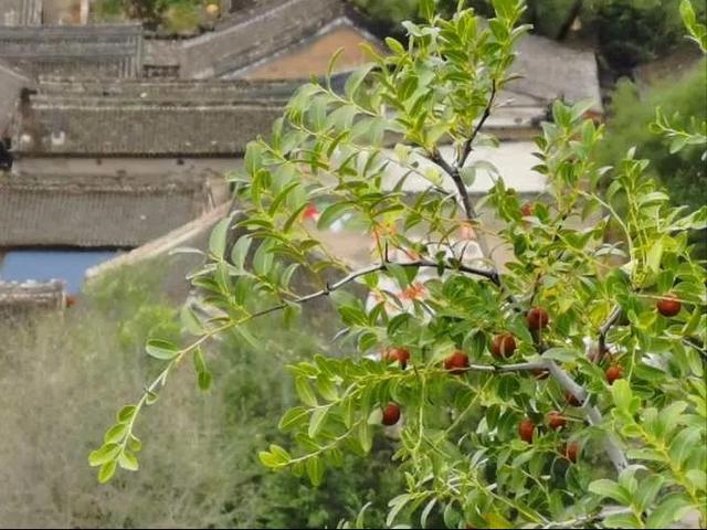 一味酸枣仁，治3种失眠