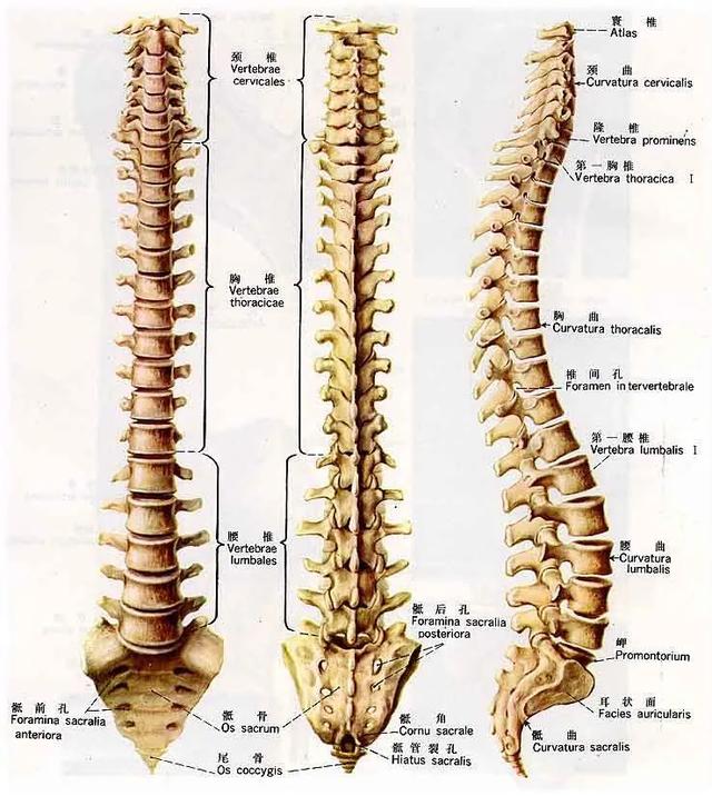 影像经验！脊柱的 13 个影像学特征