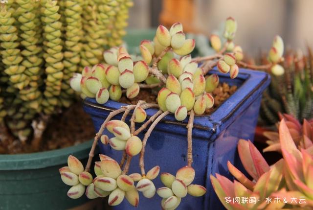 有朋自远方来，拔叶子乎