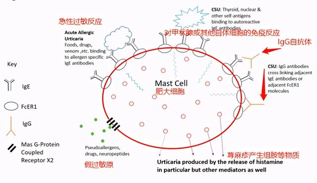 慢性荨麻疹（上篇）：不只是皮肤病，免疫系统介导的疾病