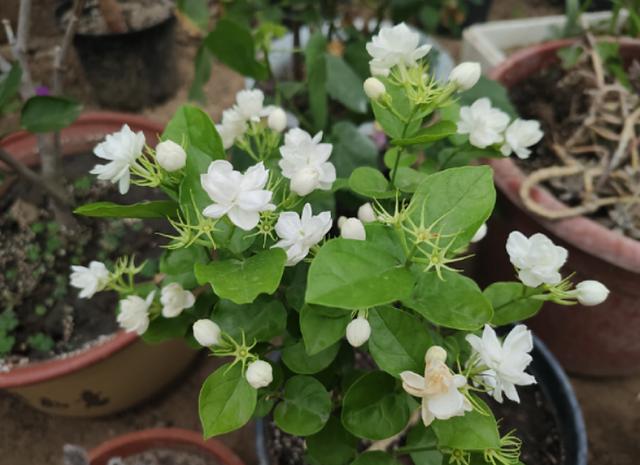 家庭养这5种花要“低矮”生长，长高就“变丑”，舍得修剪开花美