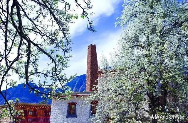 「约吗旅行」真的应了那句;到金川,漫山梨花,才明白了什么叫做“春深似海”