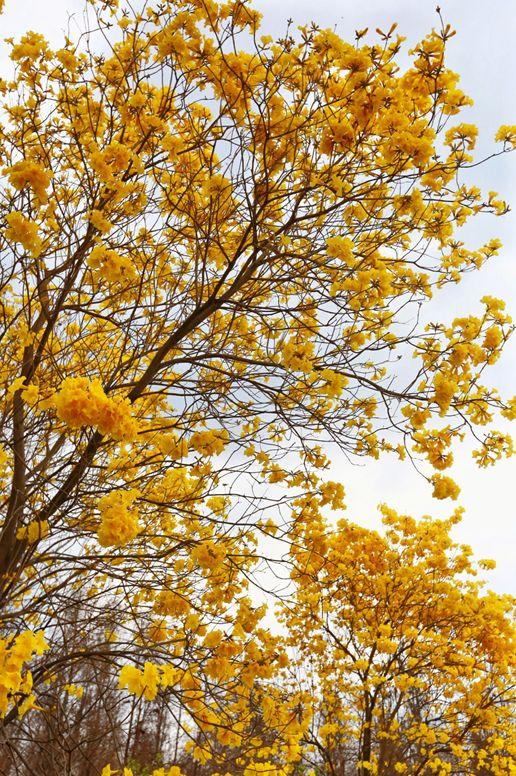 趣旅游@战“疫情” | 来星湖种下春天的希望,收获七彩的花海