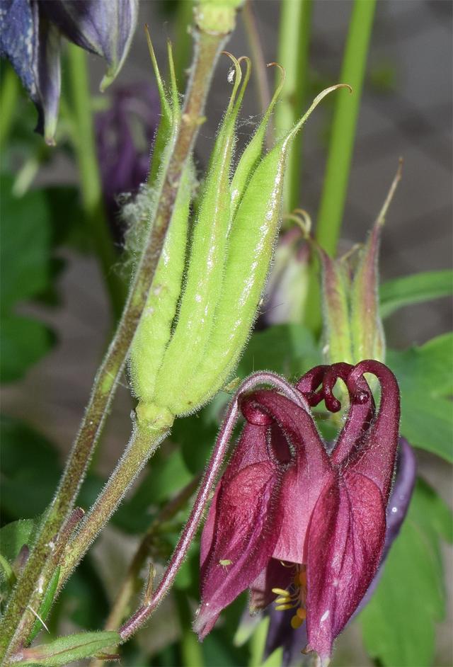 欧耧斗菜 Aquilegia vulgaris