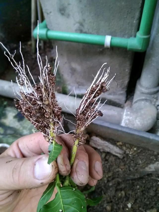 扦插繁殖花卉时，用2种小药片，一个星期就生根，越养越旺盛