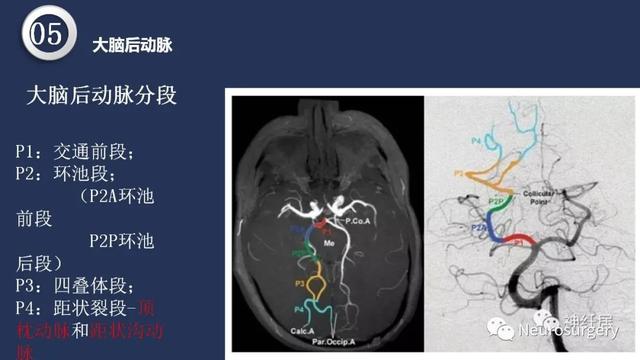 头颈动脉系统相关解剖