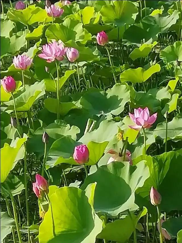 百花齐放锦绣江 江山万里飘花香