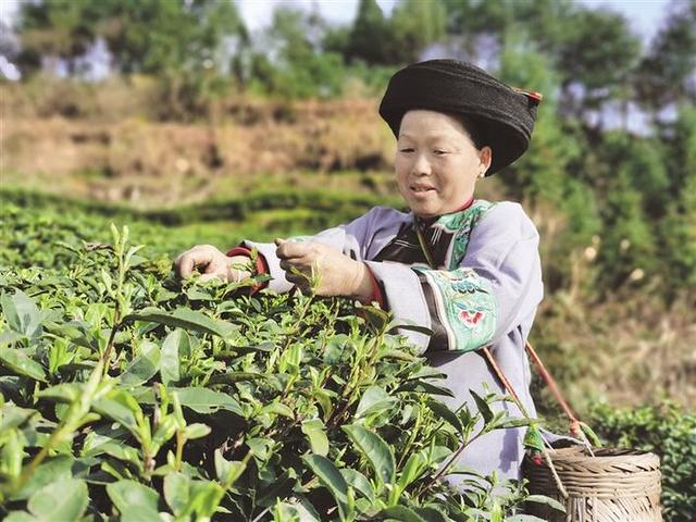 古丈县坪坝镇溪口村茶农在基地采茶 胡维霞 摄