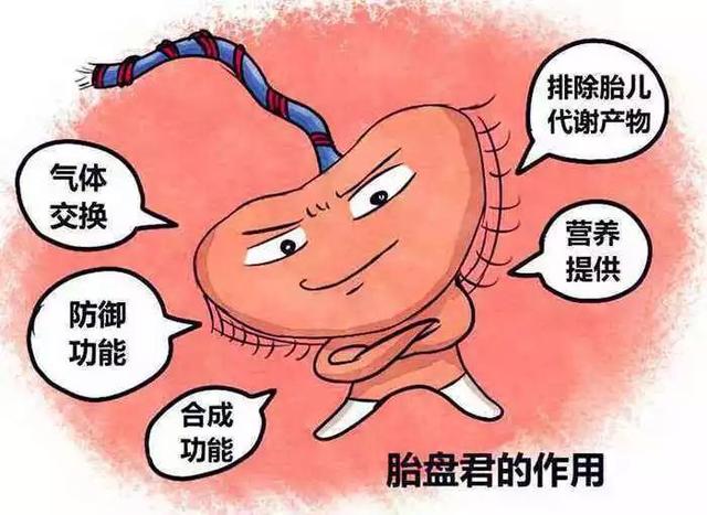 你的育儿经|孕育新生命那些默默奉献的无私“小伙伴”